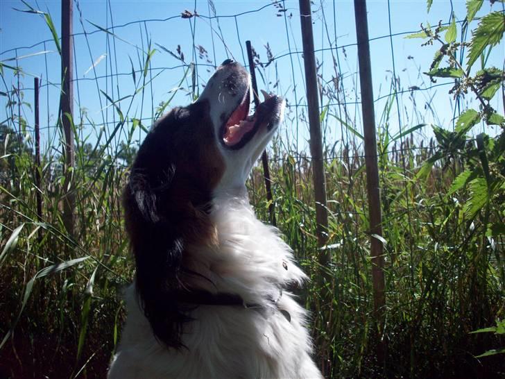 Blanding af racer Balder billede 3