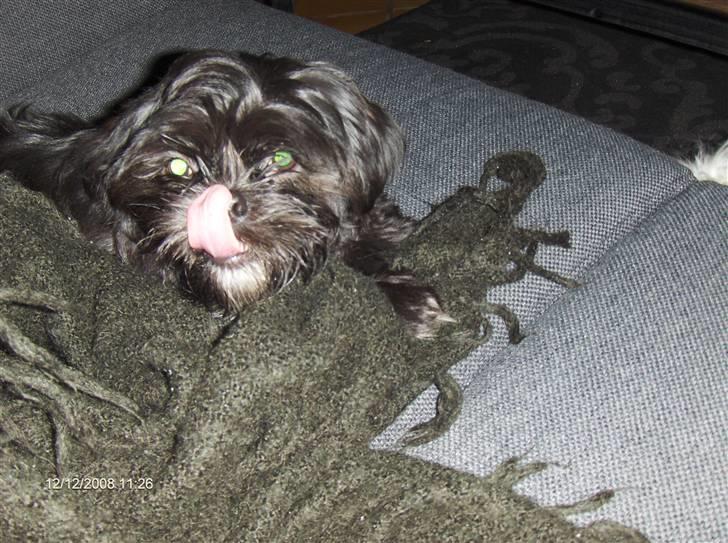Shih tzu gismo billede 1
