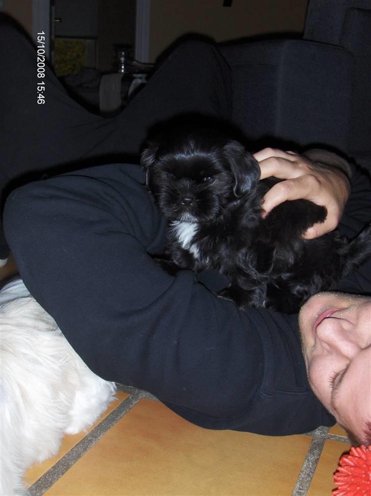 Shih tzu gismo billede 2