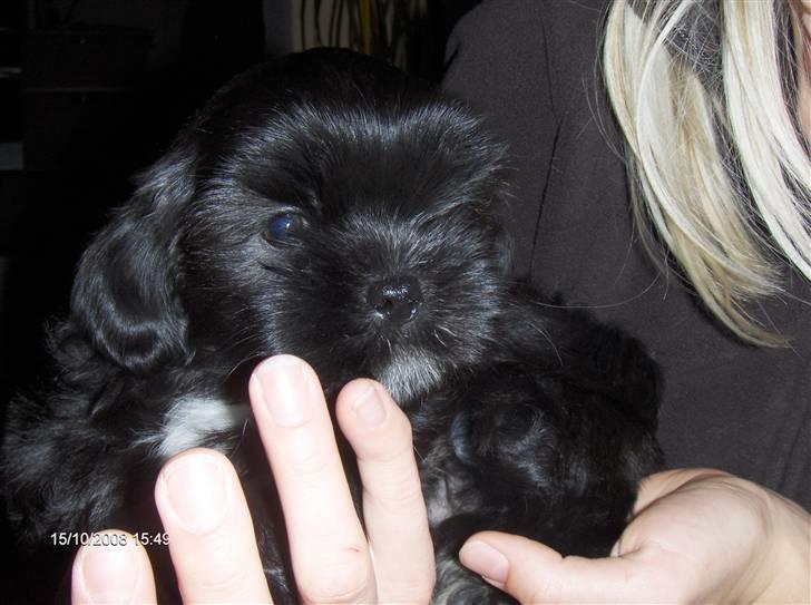 Shih tzu gismo billede 3