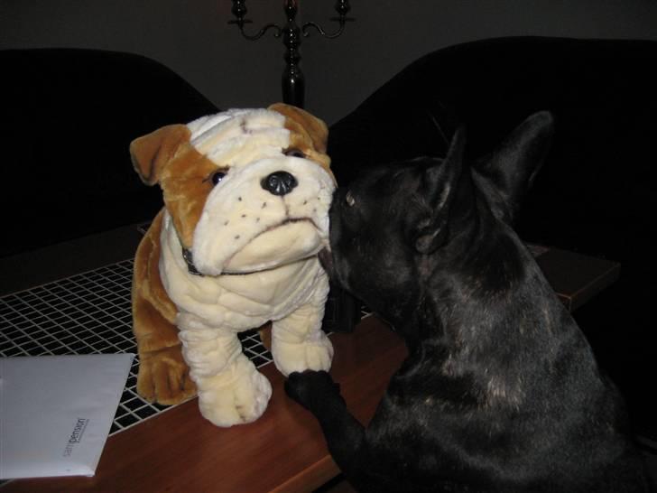 Fransk bulldog Freja - Øhhh hvem er du og hvad laver du i min stue .... billede 13