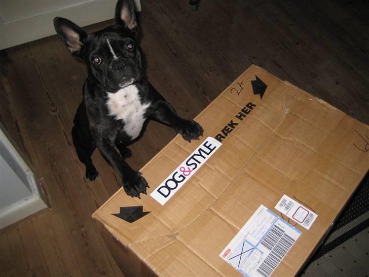 Fransk bulldog Freja - Jubiii .... En pakke og mor siger at den er til mig !!! billede 14