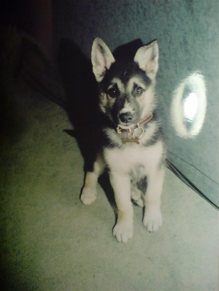 Blanding af racer Paw - Baby-Paw. :p billede 20