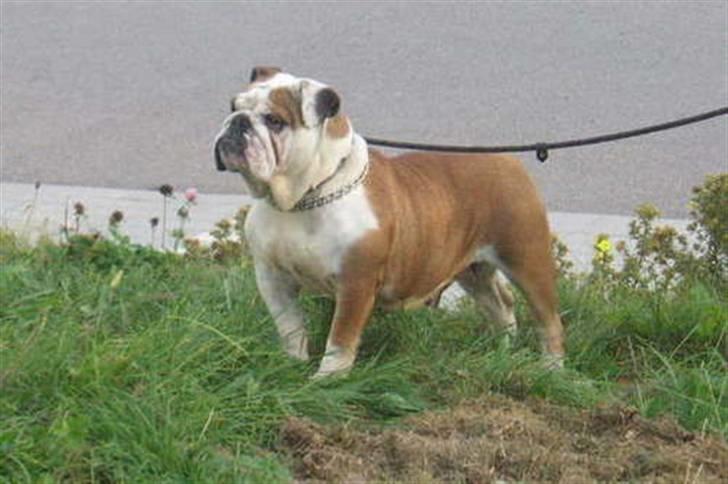 Engelsk bulldog Bull Suzy billede 1