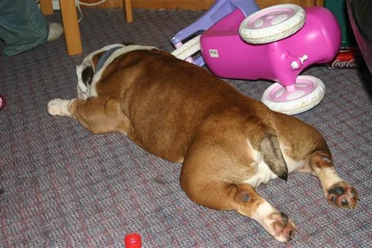 Engelsk bulldog Bull Suzy - en slapper.. billede 2