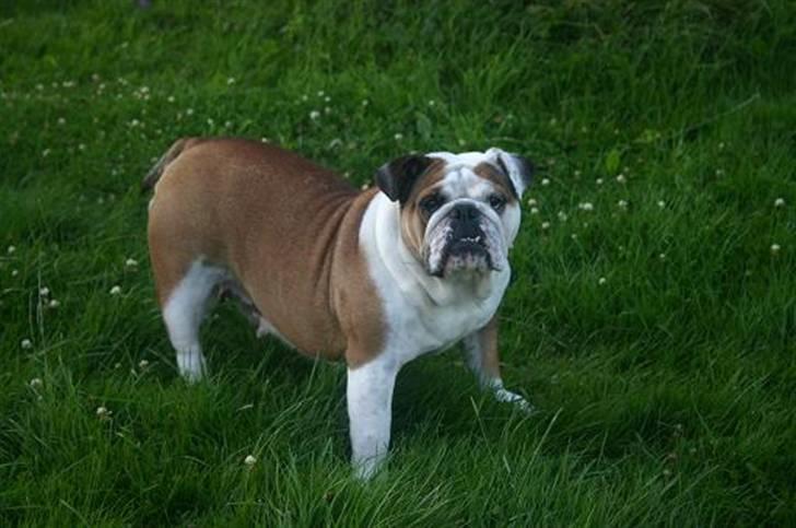 Engelsk bulldog Bull Suzy billede 3