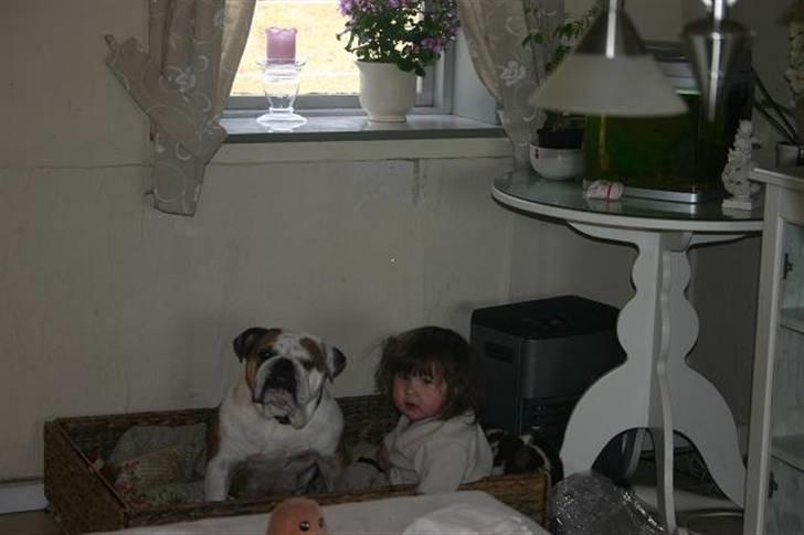 Engelsk bulldog Bull Suzy - Ups.. skumle planer i vente...hmmm billede 4