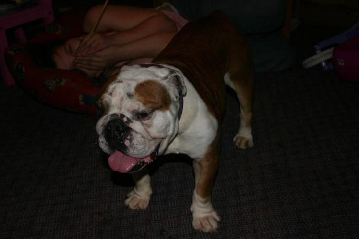 Engelsk bulldog Bull Suzy - Ups.. slap en "lille" vind.. billede 5