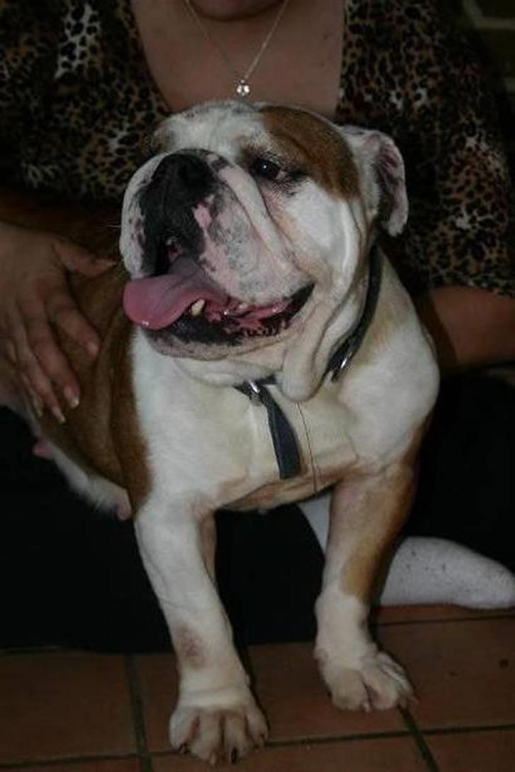 Engelsk bulldog Bull Suzy - Mors hund billede 6