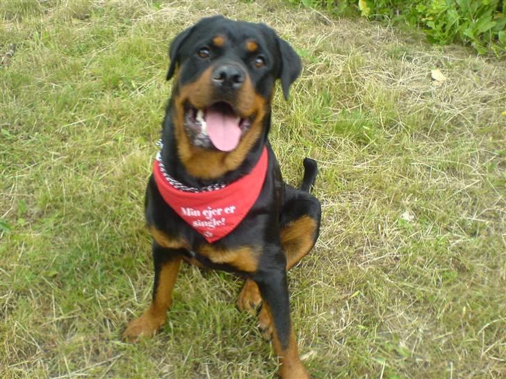 Rottweiler Chica billede 16