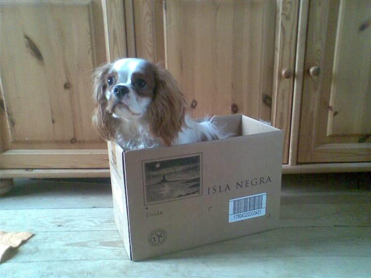 Cavalier king charles spaniel Kong Louie billede 1