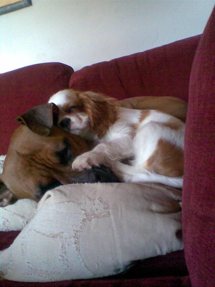 Cavalier king charles spaniel Kong Louie - Louie putter med Rosa:)  billede 2