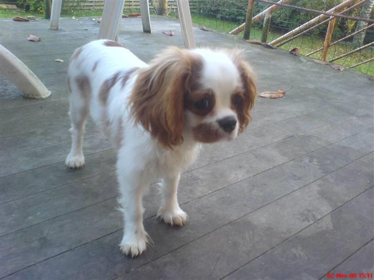 Cavalier king charles spaniel Kong Louie billede 3