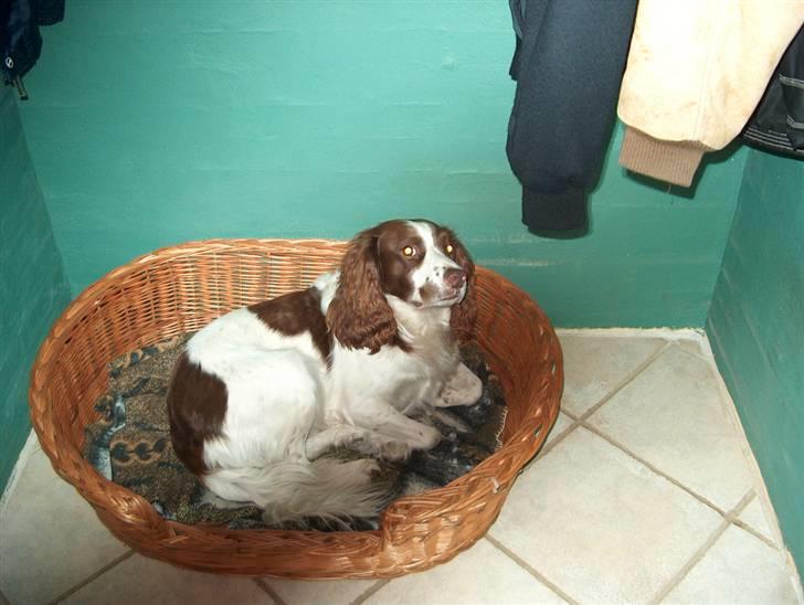 Engelsk springer spaniel Langelinies Tichko (R.I.P billede 12