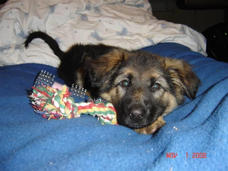 Schæferhund Tammy - man bliver godt nok træt af alle de her nye indtryk billede 3