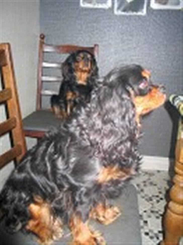 Cavalier king charles spaniel Fifi's Eko - Kasja- Eko´s mor billede 6
