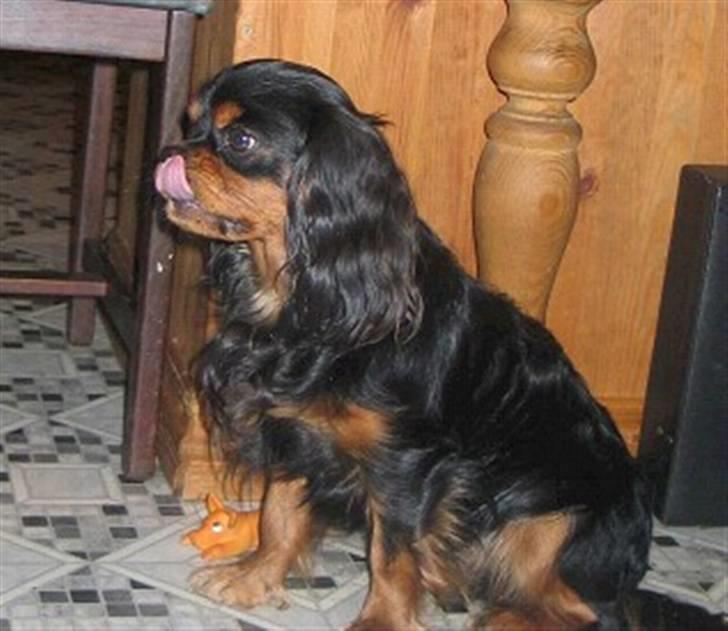 Cavalier king charles spaniel Fifi's Eko - Lesli  Eko´s Far billede 7