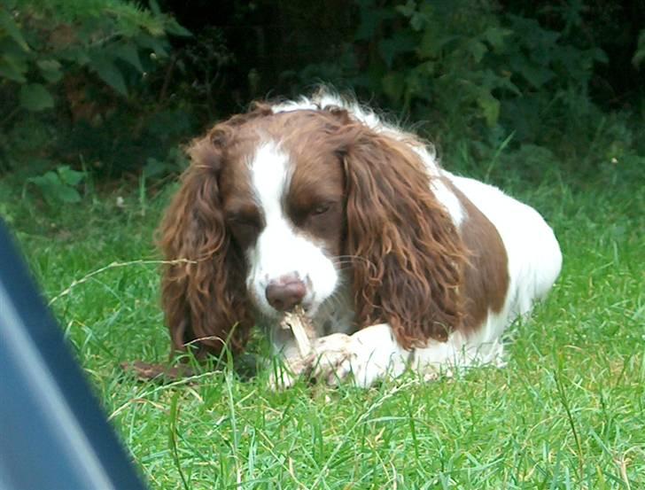 Engelsk springer spaniel Langelinies Tichko (R.I.P billede 13