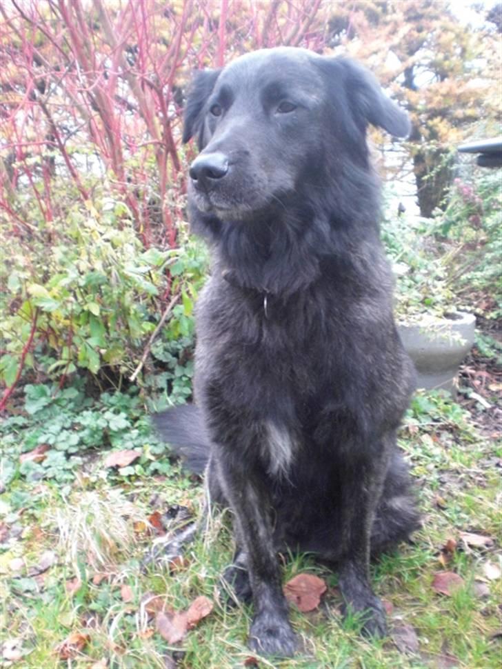 Blanding af racer bamse billede 10