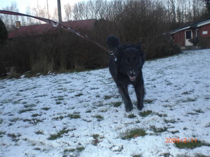 Blanding af racer bamse - jaaaaaaaaa sne! lad os løbe det kan kun gå for langsom! :) billede 11