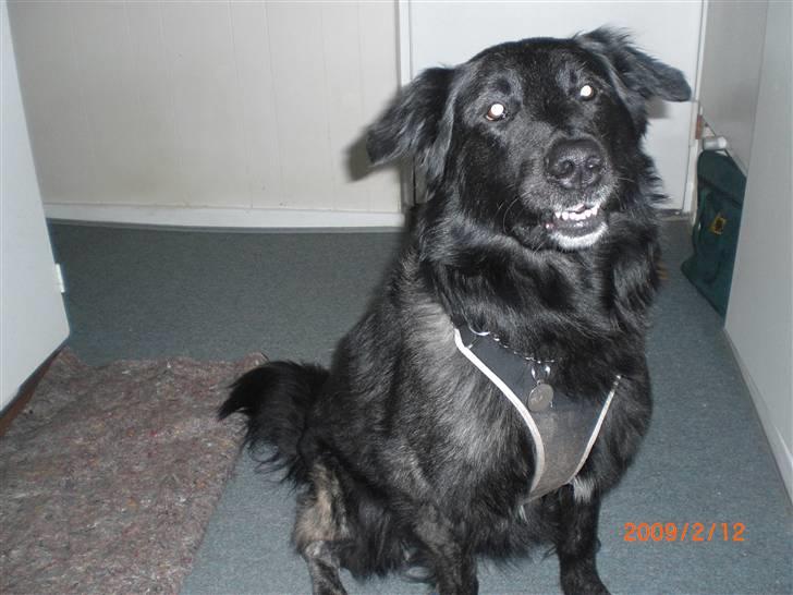 Blanding af racer bamse - kom nu! går vi ikke snart? billede 12