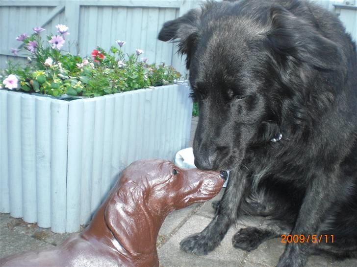 Blanding af racer bamse - hvem er du??? billede 14