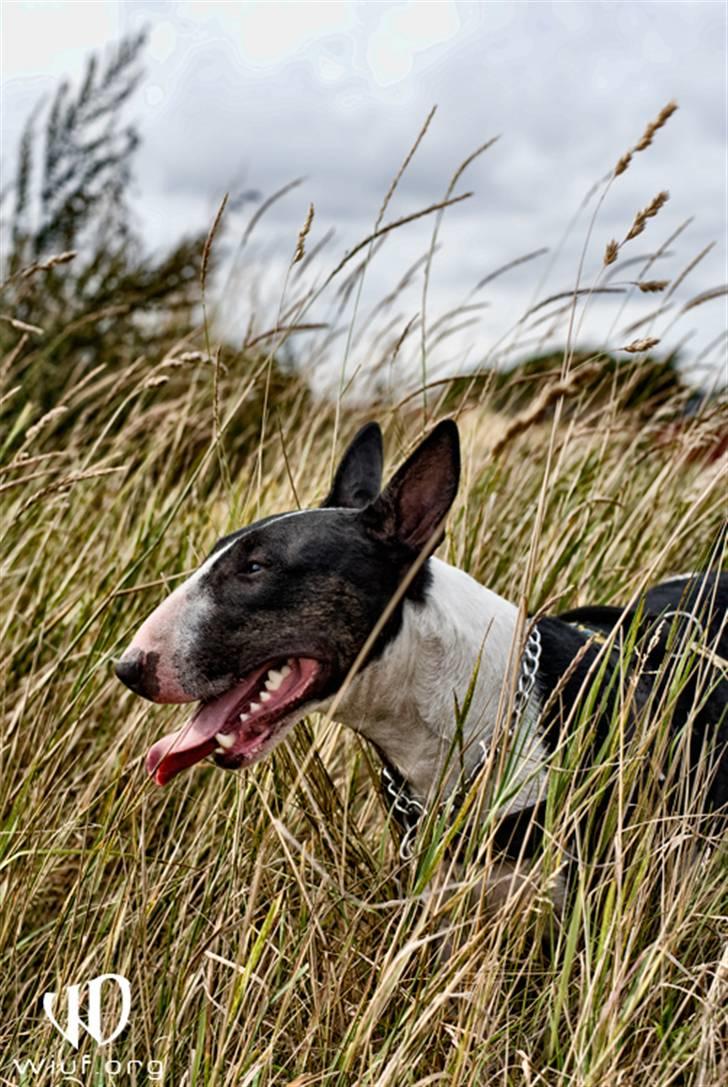 Bullterrier Zita (banditta) - velkommen til Zita´s profil :) (fotograf Thomas Wiuf Schwartz) billede 1