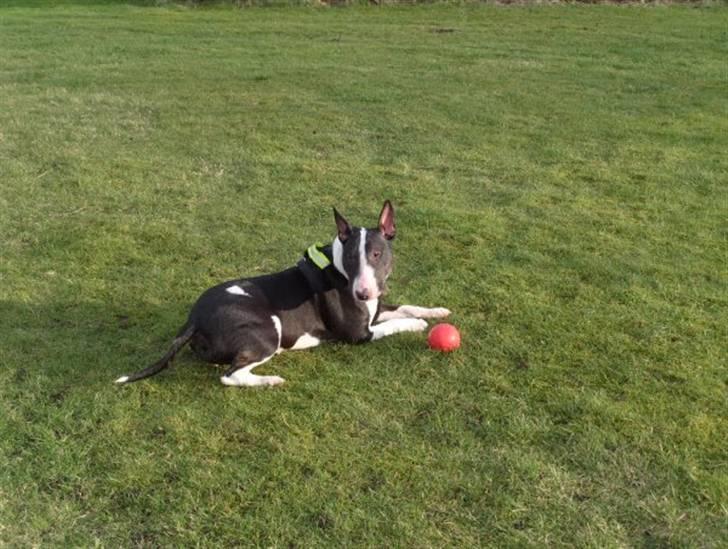 Bullterrier Zita (banditta) - bredrøvet??? mig???? billede 2