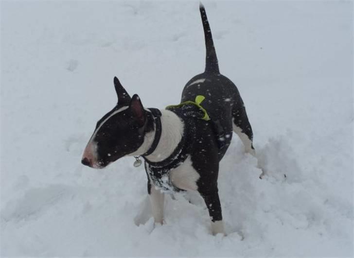 Bullterrier Zita (banditta) - weeeeeee sne :D billede 3