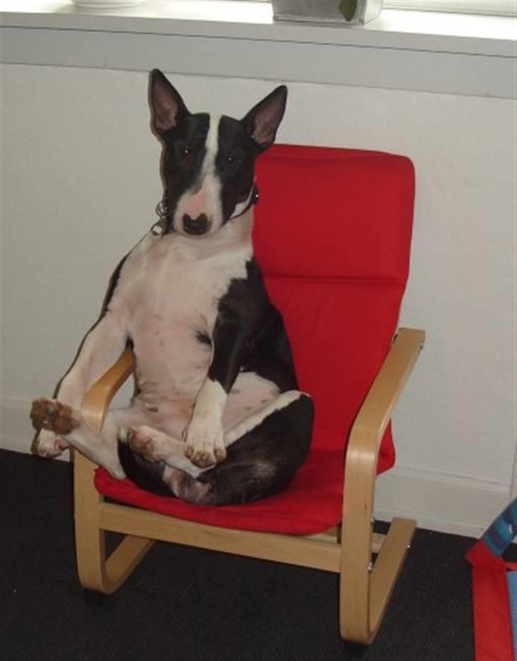 Bullterrier Zita (banditta) - Gimpe af stolen ;) billede 4