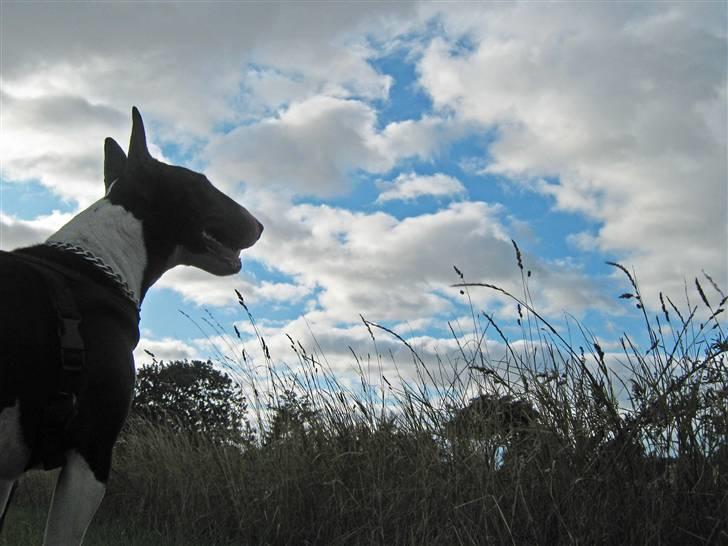 Bullterrier Zita (banditta) - flot udsigt synes Zita at tænke :) billede 5