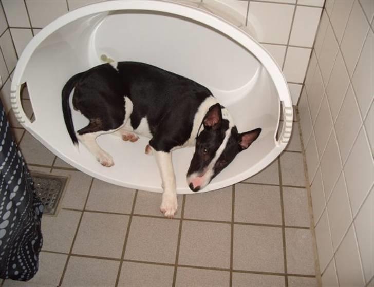 Bullterrier Zita (banditta) - Hvem mig? jeg sover da ikke... billede 6