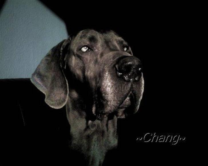 Grand danois ~Chang~ ~Himmelhund~ - MIn smukke dreng.... <3 sov stille ind d 2 feb 2009... du vil altid være i mit hjerte...  billede 1