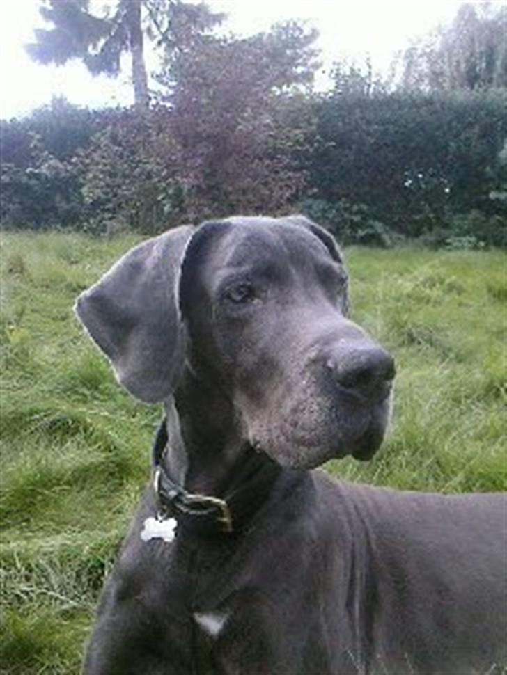 Grand danois ~Chang~ ~Himmelhund~ - åhhh hvad... tror nok jeg lige så noget... måske det er mad... billede 2