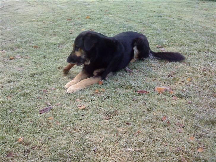 Blanding af racer Chili billede 12