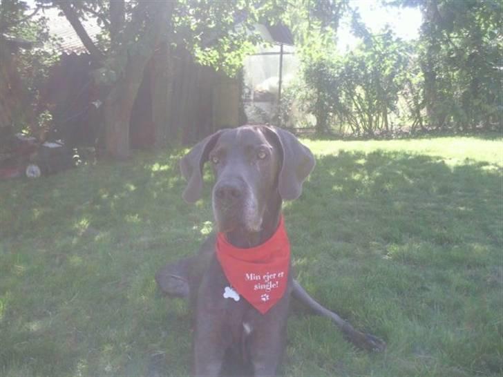 Grand danois ~Chang~ ~Himmelhund~ - Et dejligt sommerbilled... 10 år gammel... :)  billede 3
