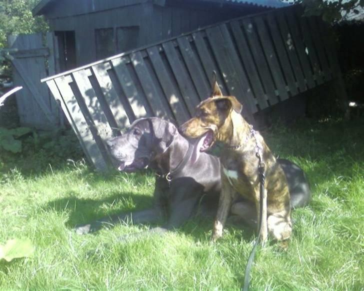 Grand danois ~Chang~ ~Himmelhund~ - Chang og vores lille lucas....  billede 4