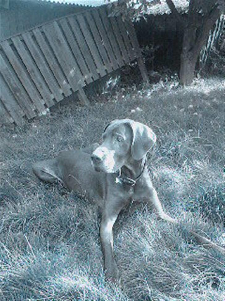 Grand danois ~Chang~ ~Himmelhund~ - forår 2008... :) 9 år  gammel... billede 5