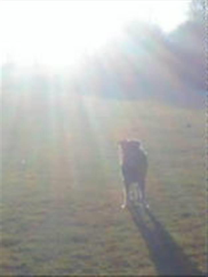 Blanding af racer Chili - Hehe det er lidt sløret, men det er da sødt alligevel :) billede 13