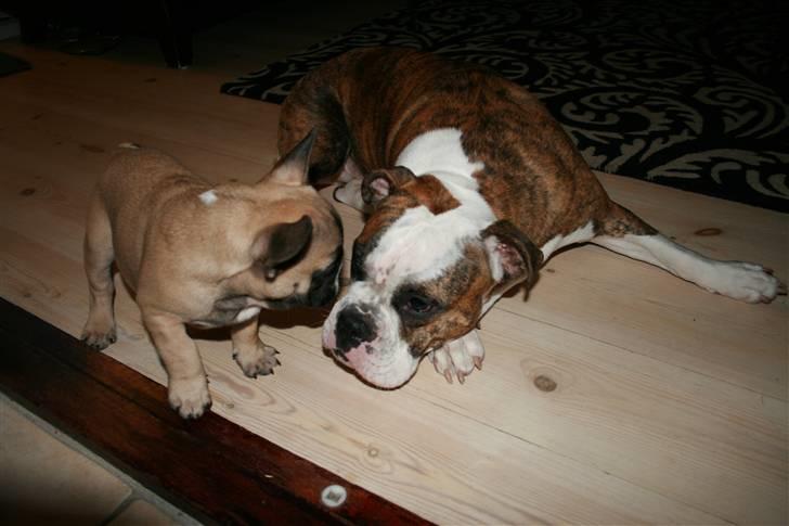 Fransk bulldog Elvis (HIMMELHUND) billede 9