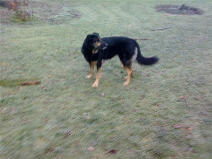 Blanding af racer Chili billede 14