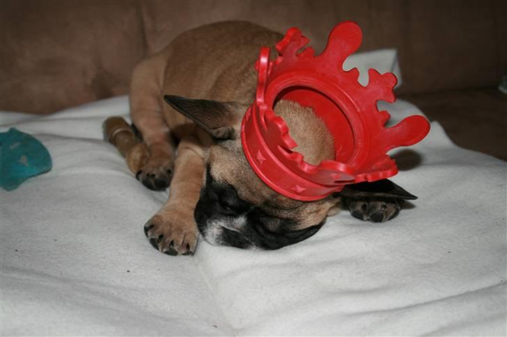 Fransk bulldog Elvis (HIMMELHUND) billede 12