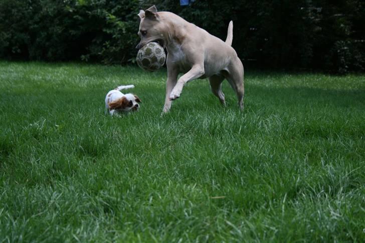 Cavalier king charles spaniel Kong Louie - Louie leger med Sasha i haven :) billede 4