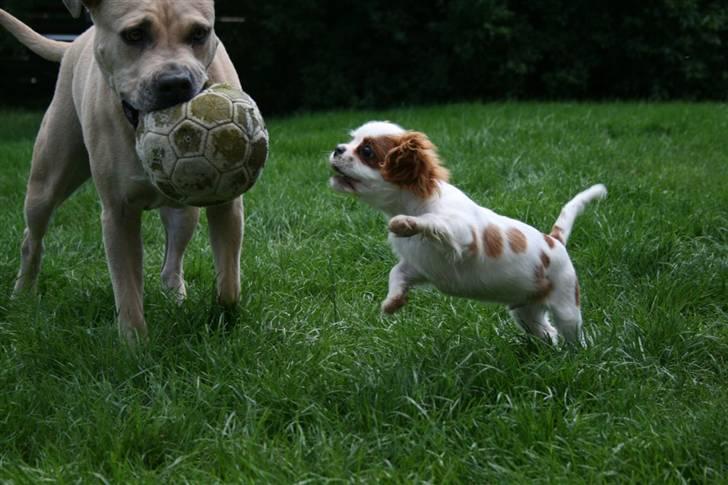Cavalier king charles spaniel Kong Louie - Louie leger med Sasha i haven :) billede 5