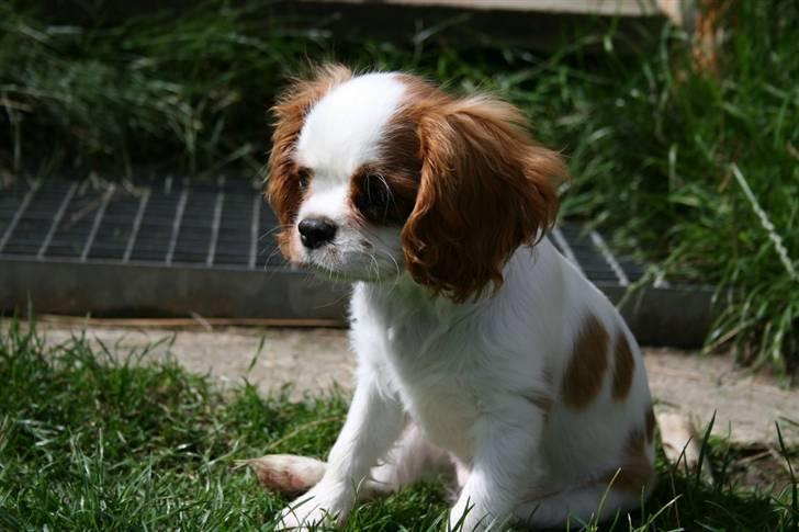 Cavalier king charles spaniel Kong Louie billede 6