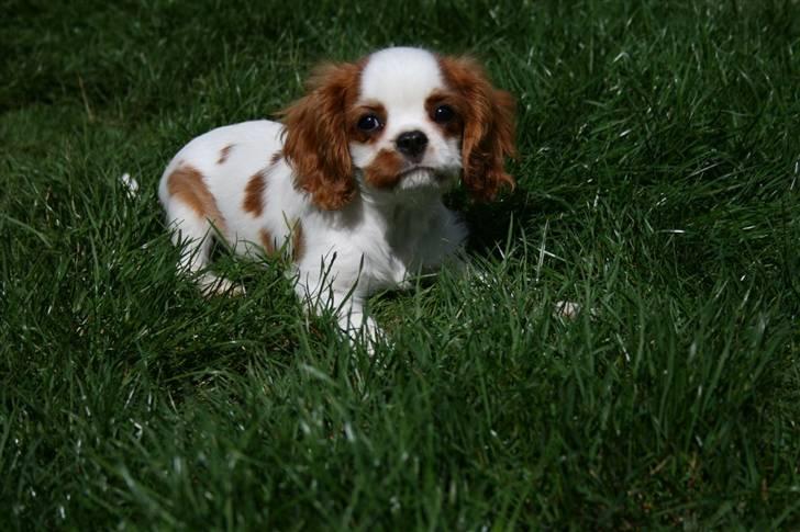 Cavalier king charles spaniel Kong Louie billede 7
