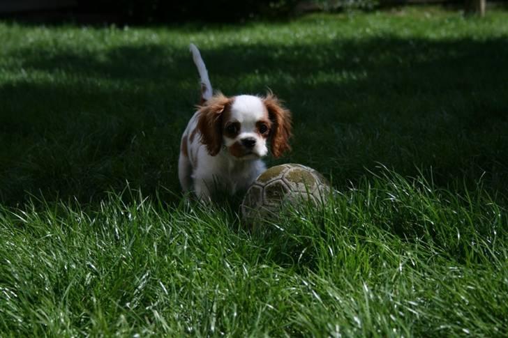 Cavalier king charles spaniel Kong Louie billede 8