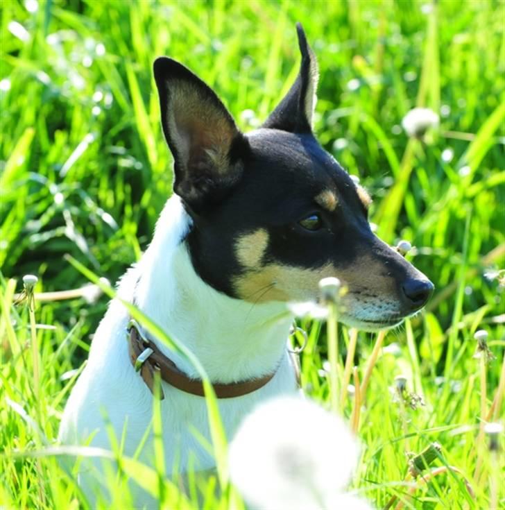 Dansk svensk gaardhund Gry billede 7