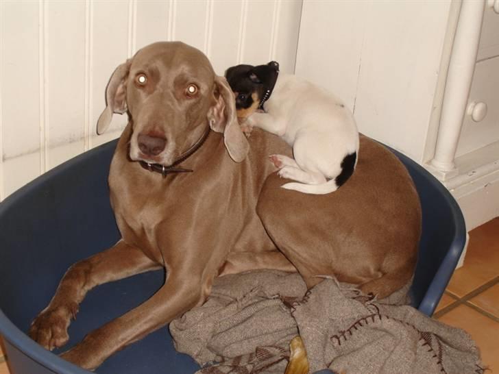 Dansk svensk gaardhund Gry - Jeg eeelsker min nye mor. billede 8