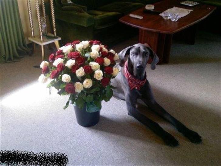 Grand danois ~Chang~ ~Himmelhund~ - en morsdag... hmmm nej men det var til Bedstemor... og frikadeller kom der ud af det... MANGE! billede 6